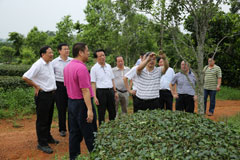 考察茗龙檀香茶基地
